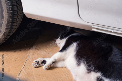 Resting cat, lying on cardboards behind a car, surprised there, open eyed looking. In a old garage. photo