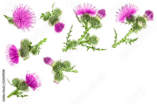 Fototapeta Naklejka Na Ścianę i Meble -  milk thistle flower isolated on white background with copy space for your text. Top view. Flat lay pattern