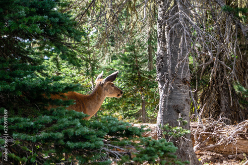 A deer looks out from foliage in the Olympic National Forest in Washington state, USA