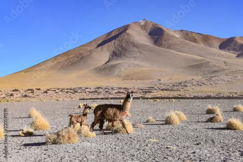 A group of Greater Rhea   Nandu  Rhea americana  graze on the Altiplano  in the Eduardo Avaroa National Reserve  Uyuni  Bolivia