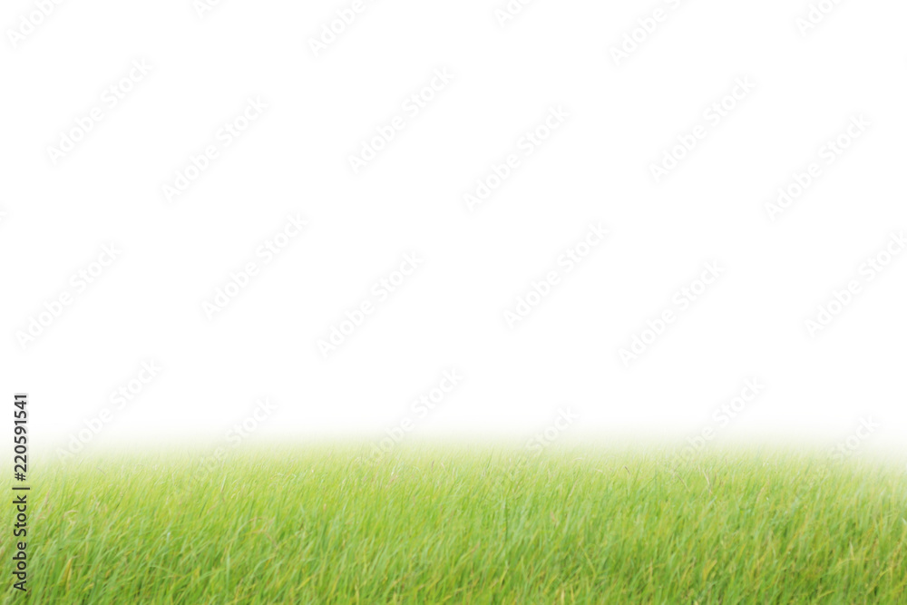 grass field with fog on white background