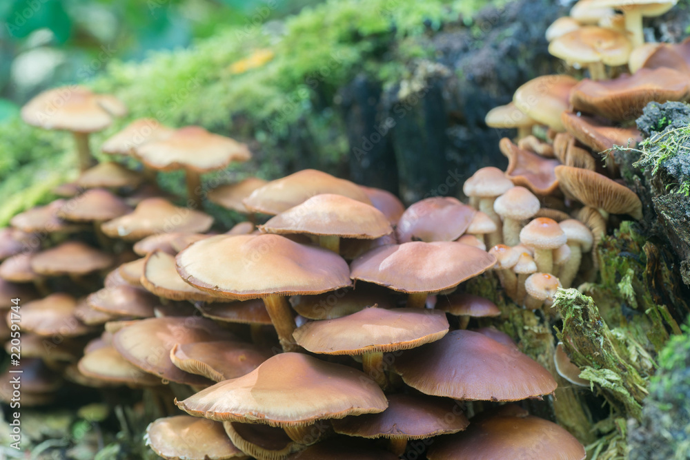 kuehneromyces mutabilis, Pholiota mutabilis, sheathed woodtuft mushrooms kuehneromyces mutabilis, Pholiota mutabilis, sheathed woodtuft mushrooms