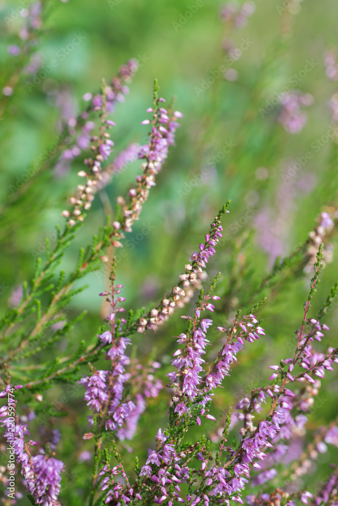 Obraz premium heather flowers macro