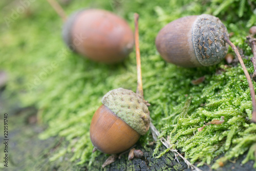 acorns on mossy background macro