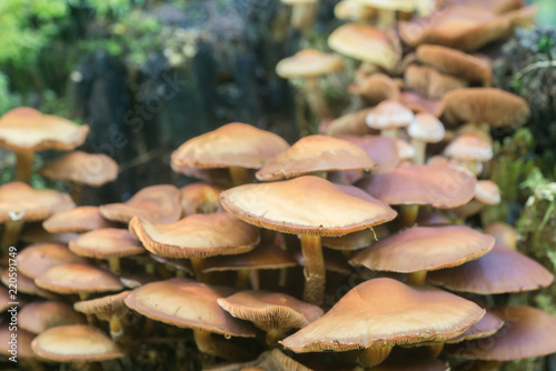 kuehneromyces mutabilis, Pholiota mutabilis, sheathed woodtuft mushrooms