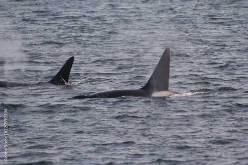 2 Bigg's/Transient Orca/Killer Whales among the San Juan islands, WA, USA © molia