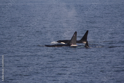 3 Bigg's/Transient Orca/Killer Whales among the San Juan islands, WA, USA