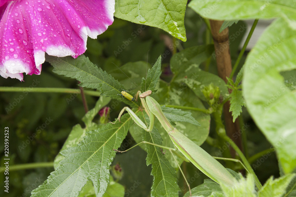 かまきり　 Praying mantis