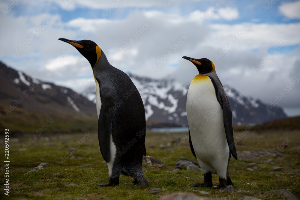 Fototapeta premium penguin in the arctic