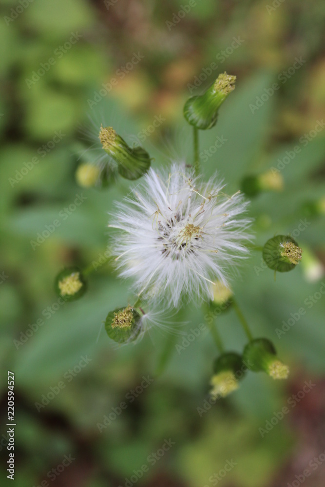dandelion dandelion