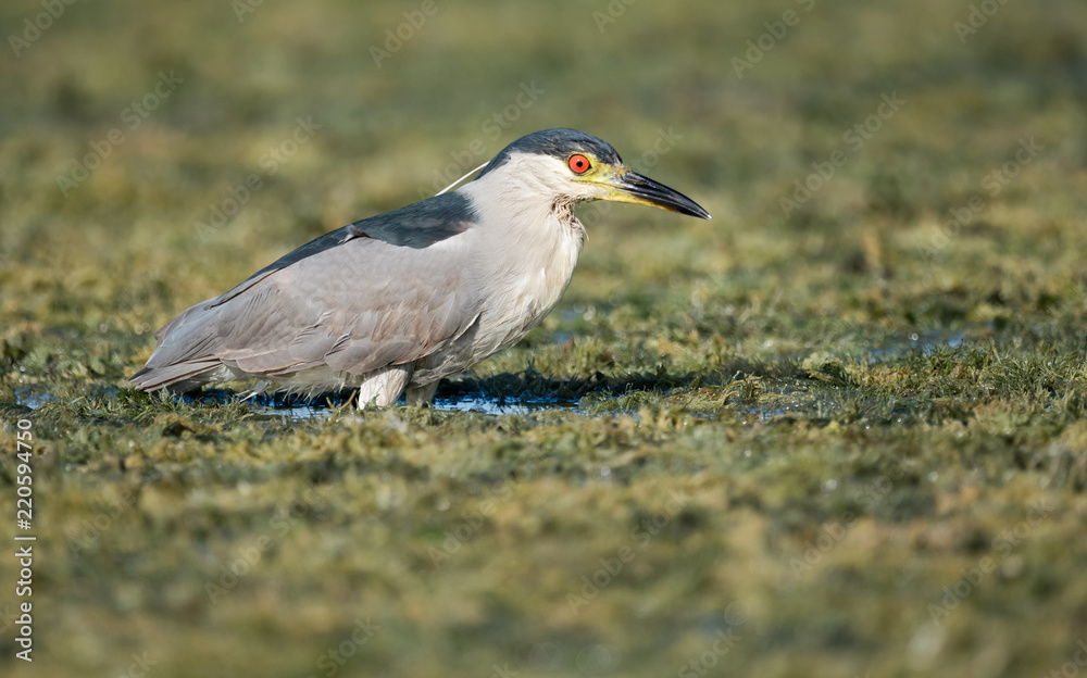 Obraz premium Black Crowned Night Heron 