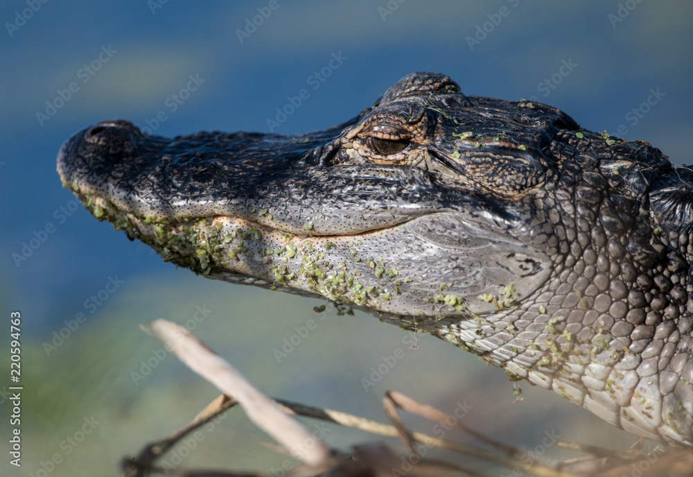 Fototapeta premium Closeup of an Alligator in water