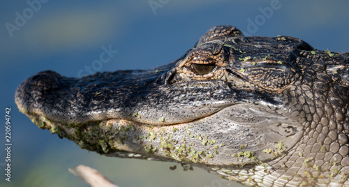 Closeup of an Alligator