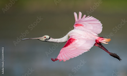 Fotografie Roseata Spoonbill wading in the water