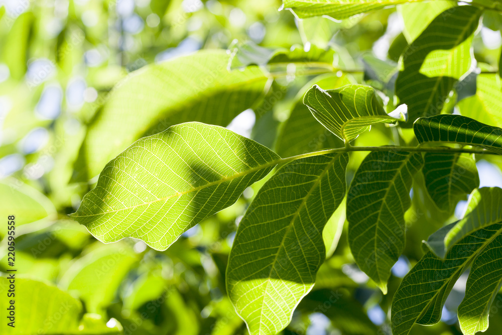 new walnut leaves new walnut leaves