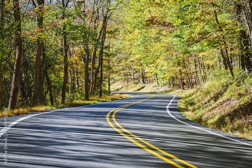 curve of a paved road in the woods