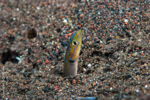 Orange-striped wormfish Gunnellichthys viridescens photo