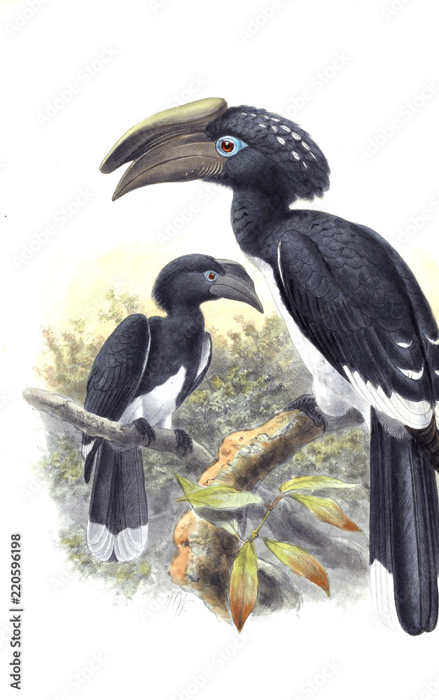 Obraz premium Illustration of birds.