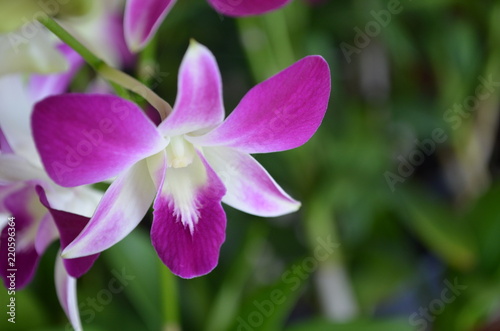 Orchid