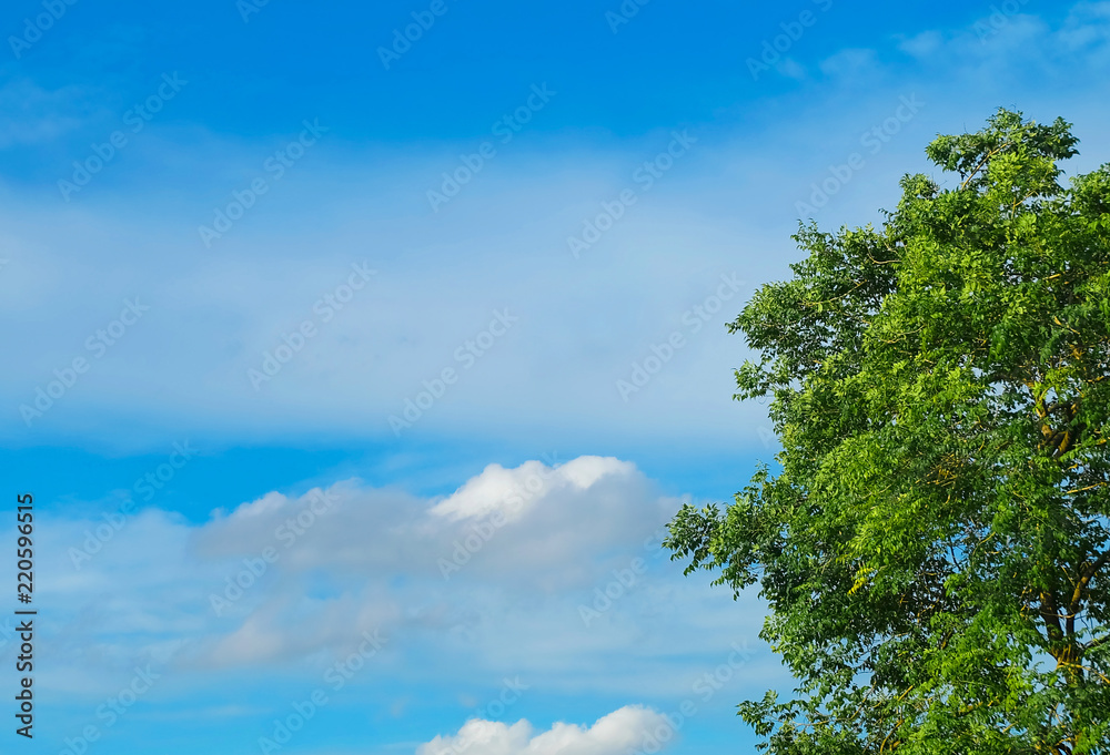 Branches of Tree with Leaves Against on The Sky Branches of Tree with Leaves Against on The Sky