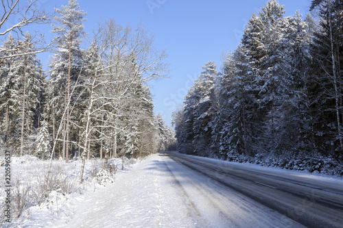 Trees in winter