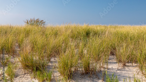 Beach Grass © Mark D. Savignac