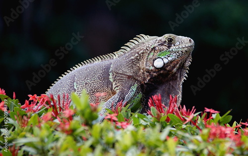 Iguana