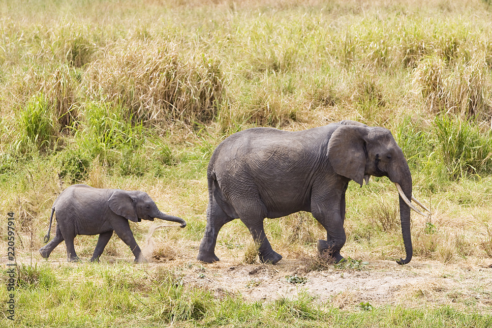 Fototapeta premium Adult and baby elephant walking in Africa