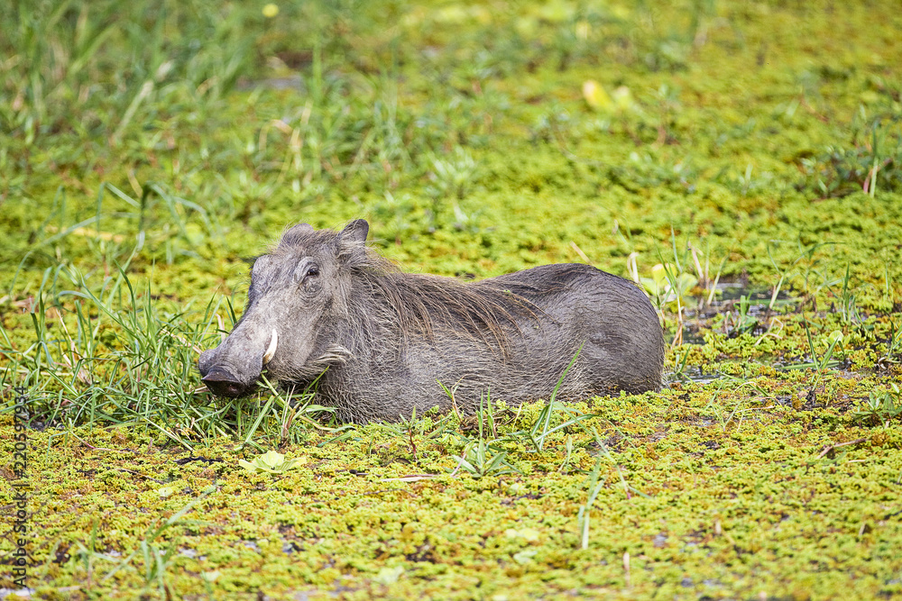 Wild Warthog standing in green swamp Wild Warthog standing in green swamp