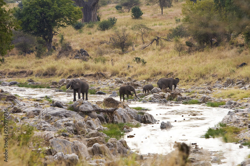 Photography Wild herd of African elephants drinking from a river