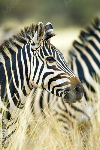 Wild African Zebra standing in tall grass