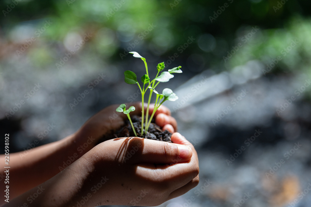 Closeup shot of a children holding a green plant in palm of her hand. Close up hand holding a a young fresh sprout. Shallow depth of field with focus on seedling. Closeup shot of a children holding a green plant in palm of her hand. Close up hand holding a a young fresh sprout. Shallow depth of field with focus on seedling.