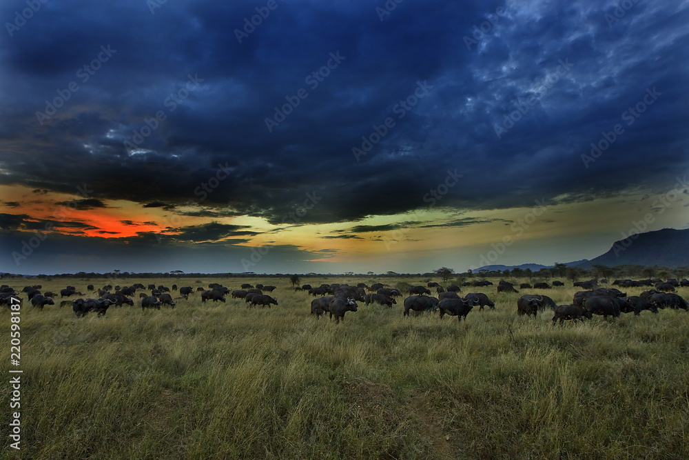 Cloudy sky over bright sunset sky while a herd of Cape Buffalo graze in Africa Cloudy sky over bright sunset sky while a herd of Cape Buffalo graze in Africa