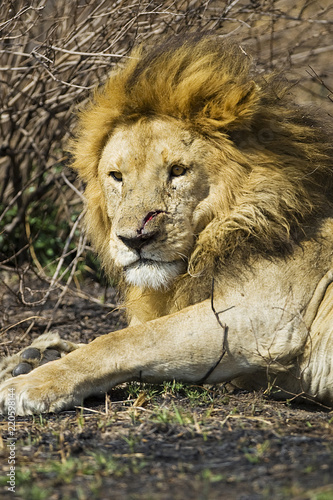 Adult male lion in Africa with large, bloody cut on his face