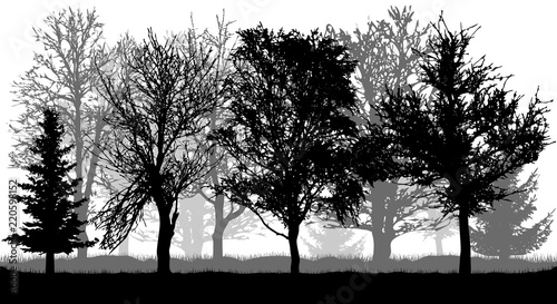 Silhouettes of bare trees and firs . Autumn park (forest), vector