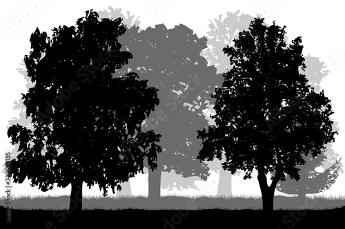 Nature,  silhouettes of trees. Vector photo