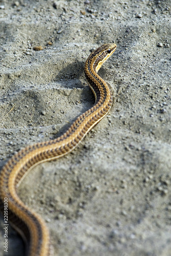 Small African snake slithering in sand