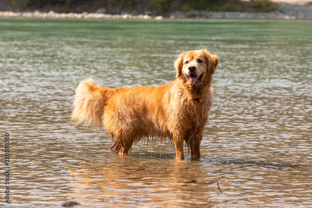 Happy golden retriever dog standing in river water
