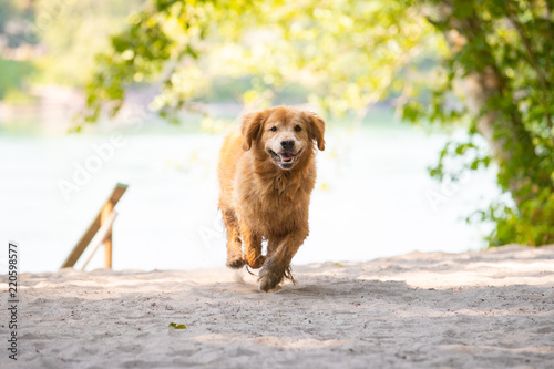 Happy golden retriever dog running on a sandy beach