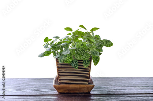Fittonia verschaffeltii, green flower in pot on wood isolated on white