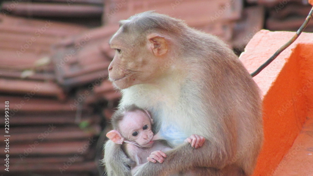 Naklejka premium Baby Monkey With Mom Monkey