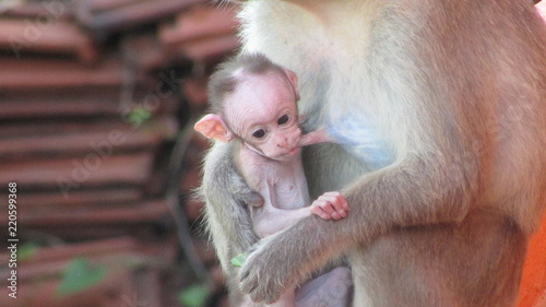 Baby Monkey With Mom Monkey photo