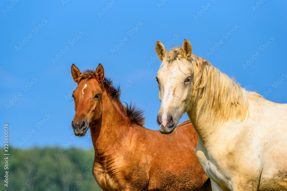 a pair of horses against the sky a pair of horses against the sky
