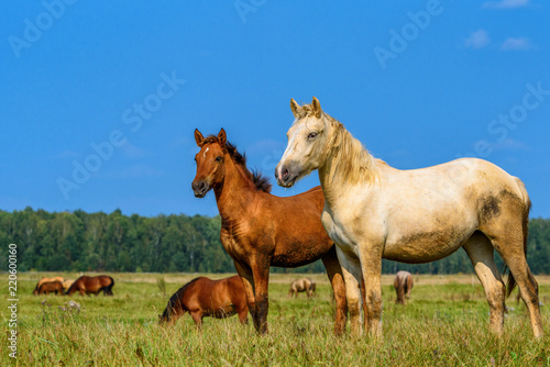 a pair of horses against the sky © shymar27