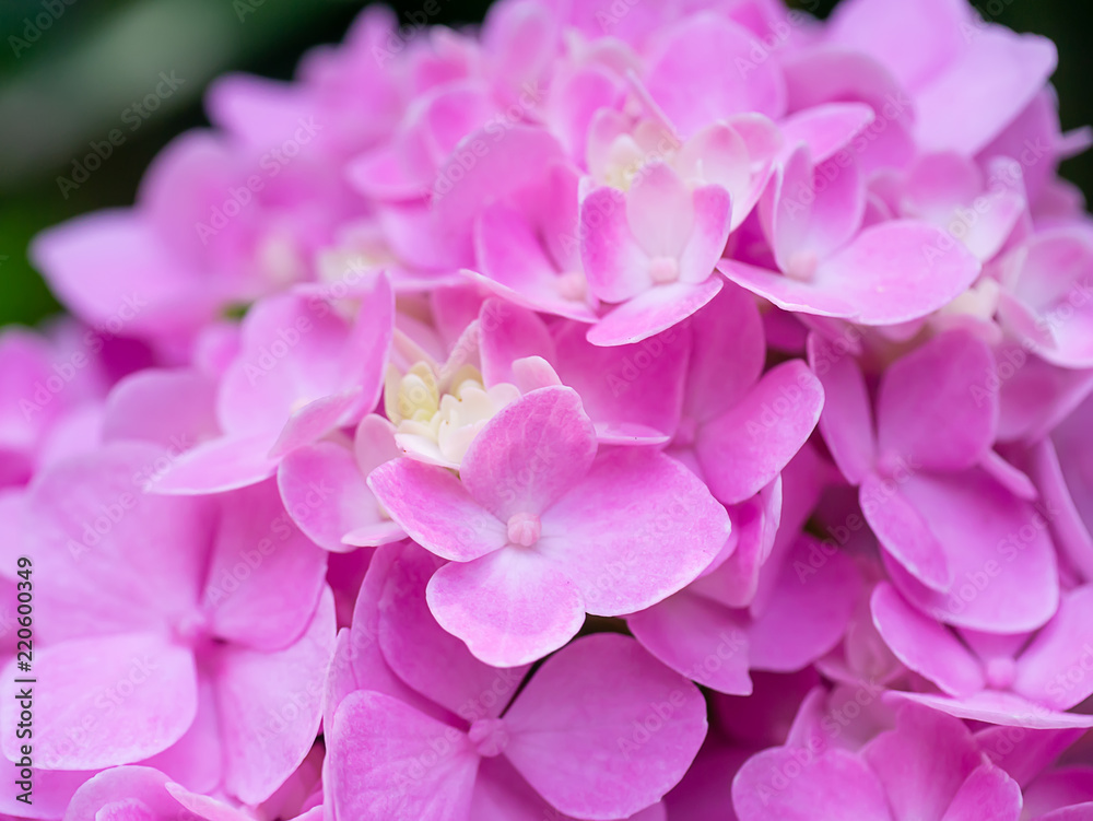 Close up Hydrangea flower