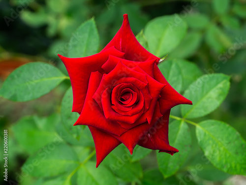 Dark pink of Damask Rose flower.