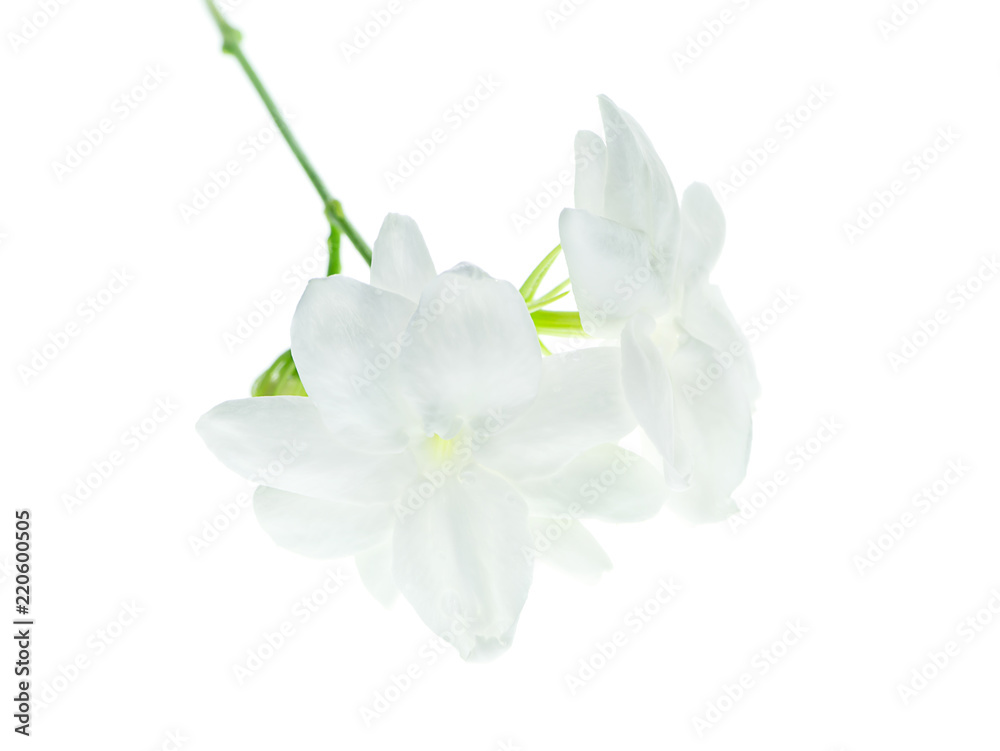 Obraz premium Close up of jasmine flower.