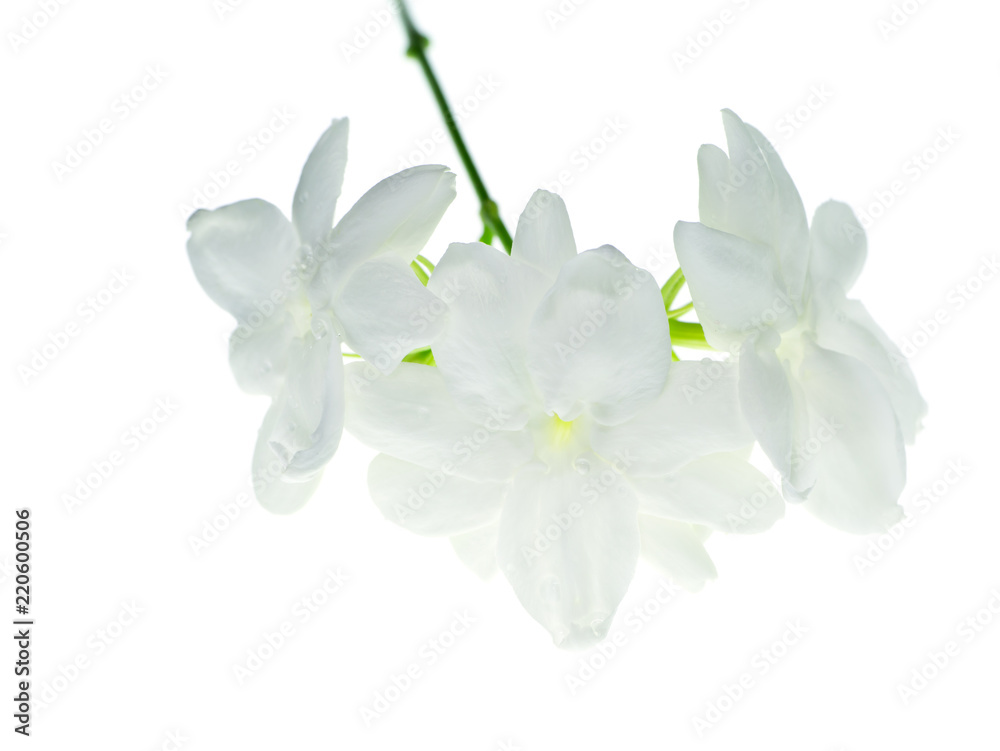 Close up of jasmine flower. Close up of jasmine flower.