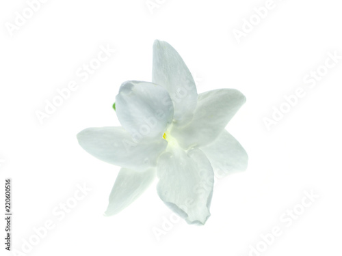 Close up of jasmine flower. © noppharat