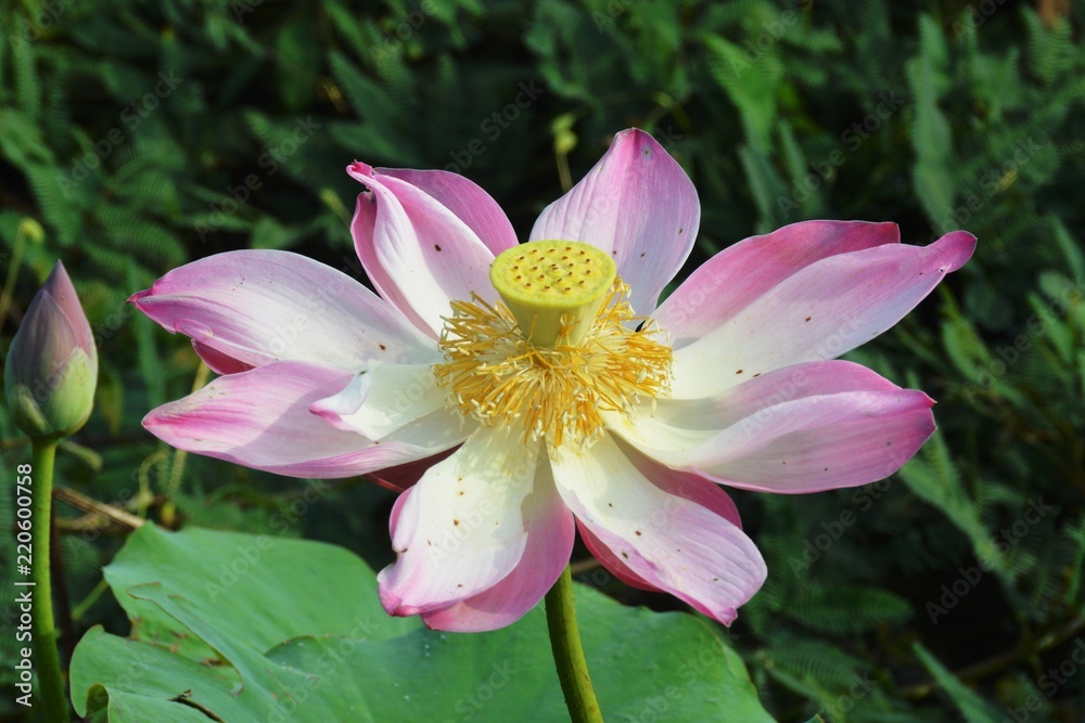a lotus flower a lotus flower